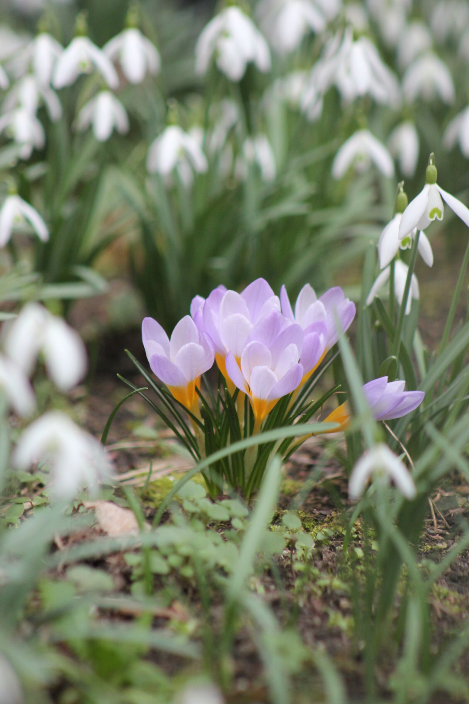 Canon EOS 550D (EOS Rebel T2i / EOS Kiss X4) sample photo. Crocus, snowdrop, spring photography