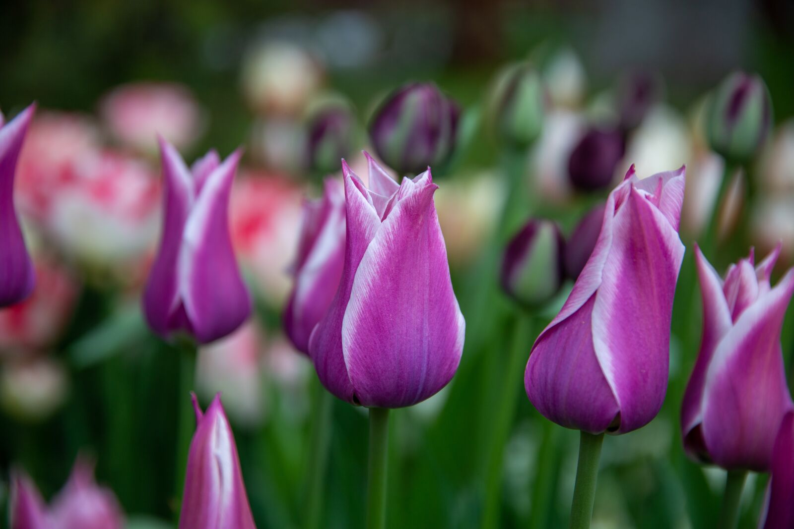 Canon EOS 6D sample photo. Tulip, tulips, flowers photography
