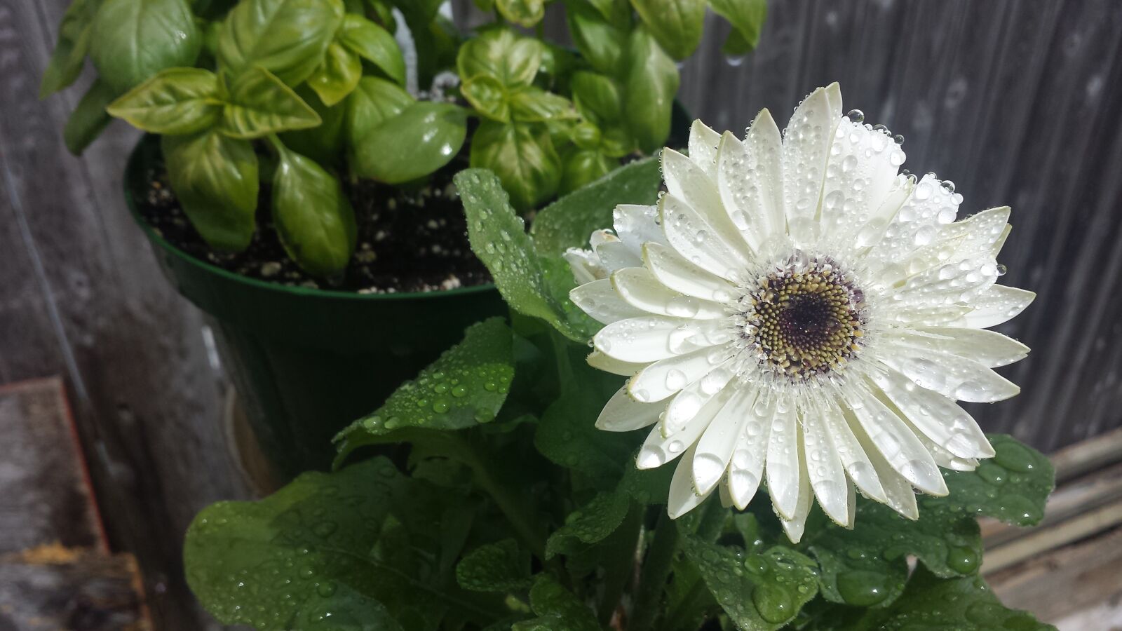 Samsung Galaxy S4 sample photo. Flower, morning, plants photography