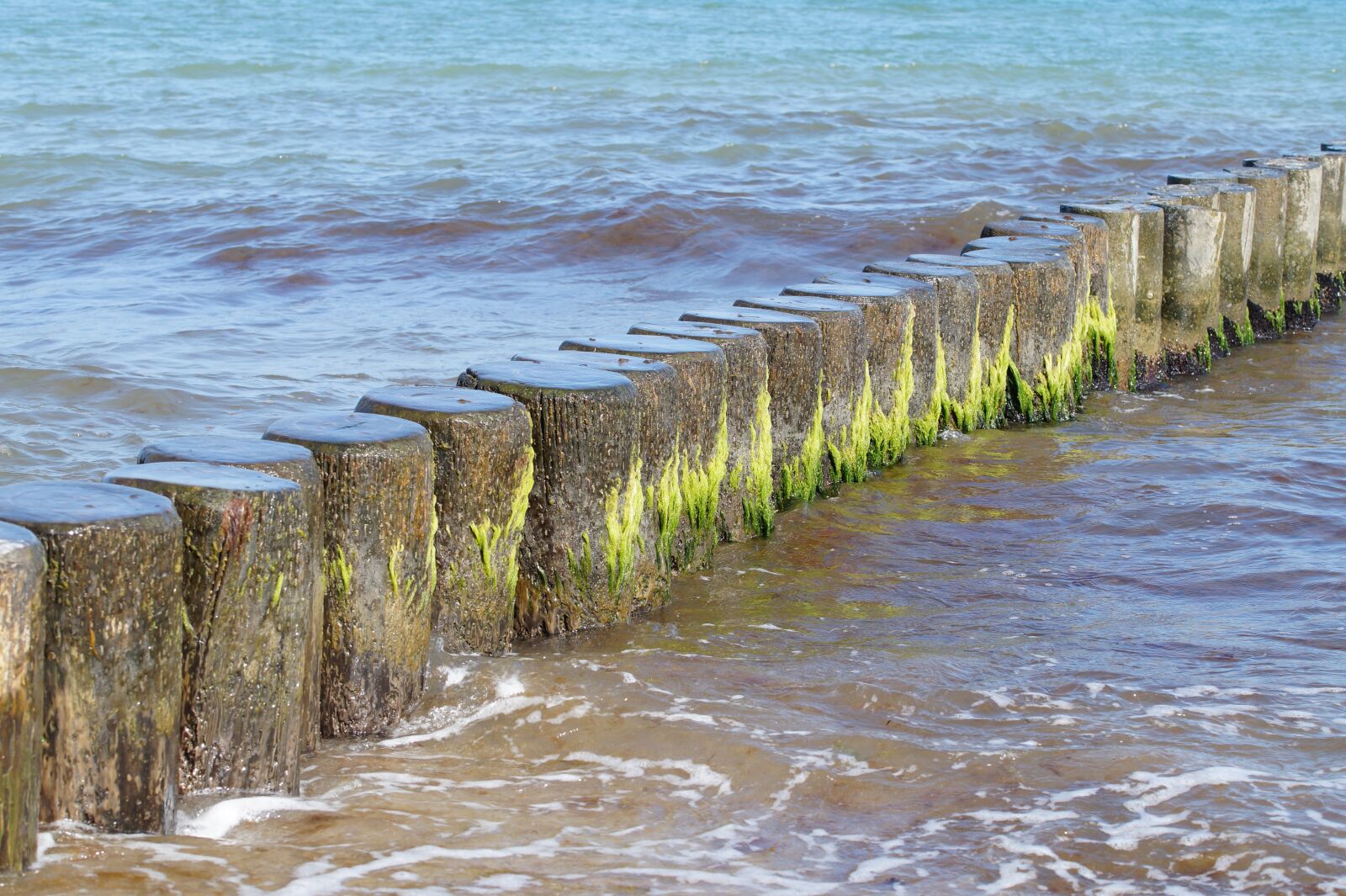 Sony SLT-A58 sample photo. Sea, beach, jackdaws photography