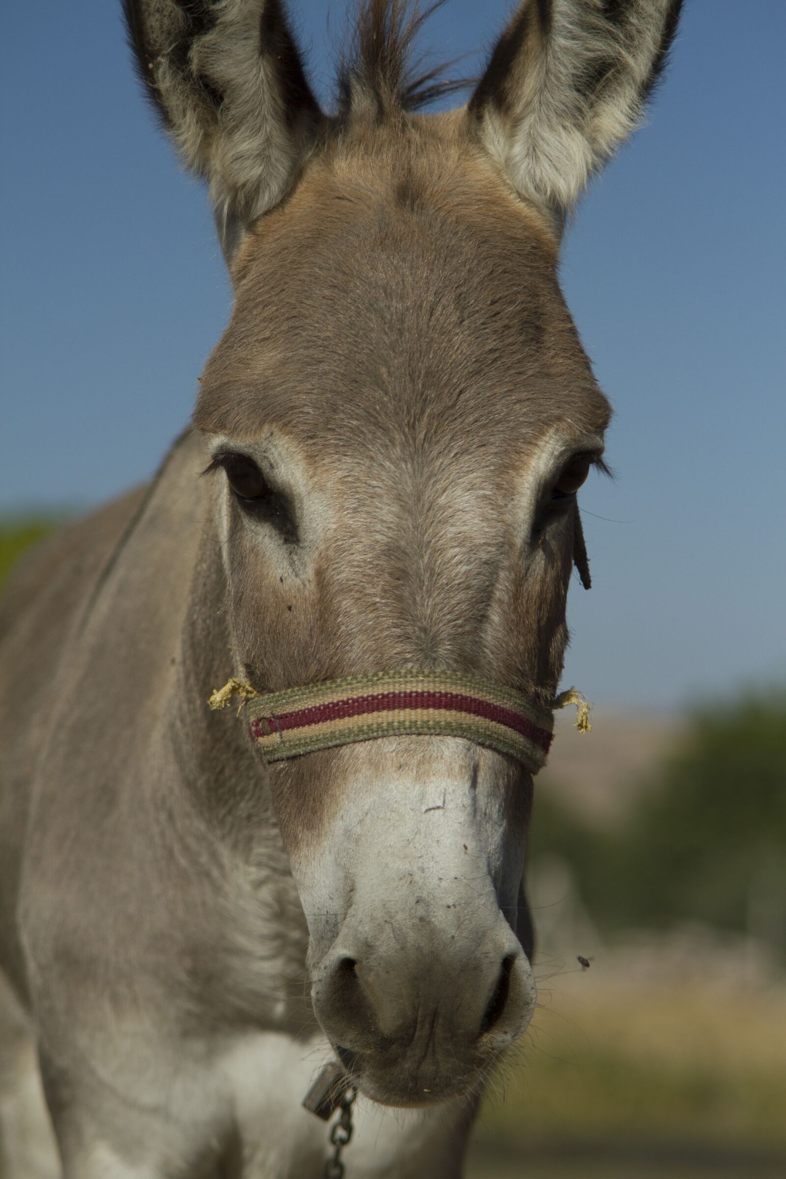 Canon EOS 7D sample photo. Long, ear, donkey photography