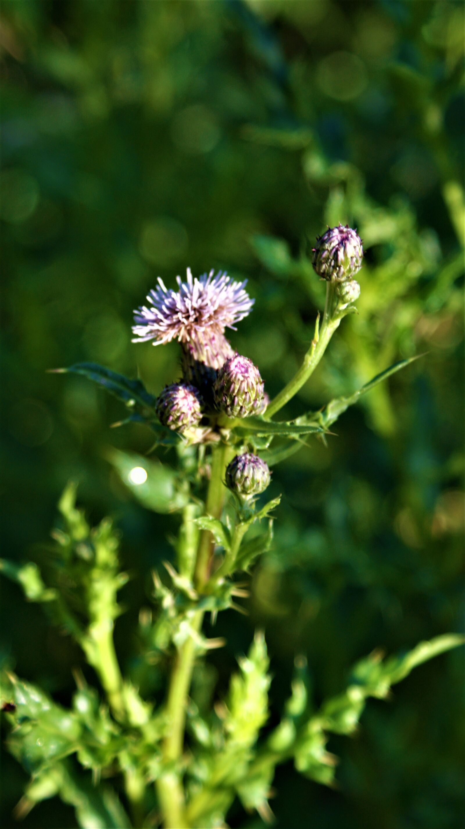 Sony Alpha DSLR-A350 sample photo. Thistle, plant, forest photography