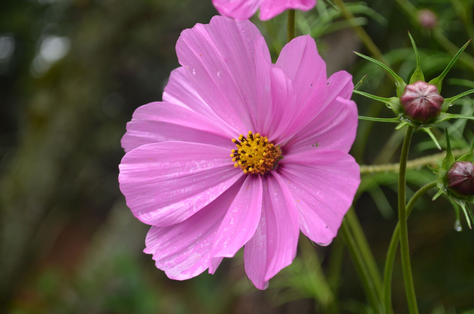 Nikon D5100 sample photo