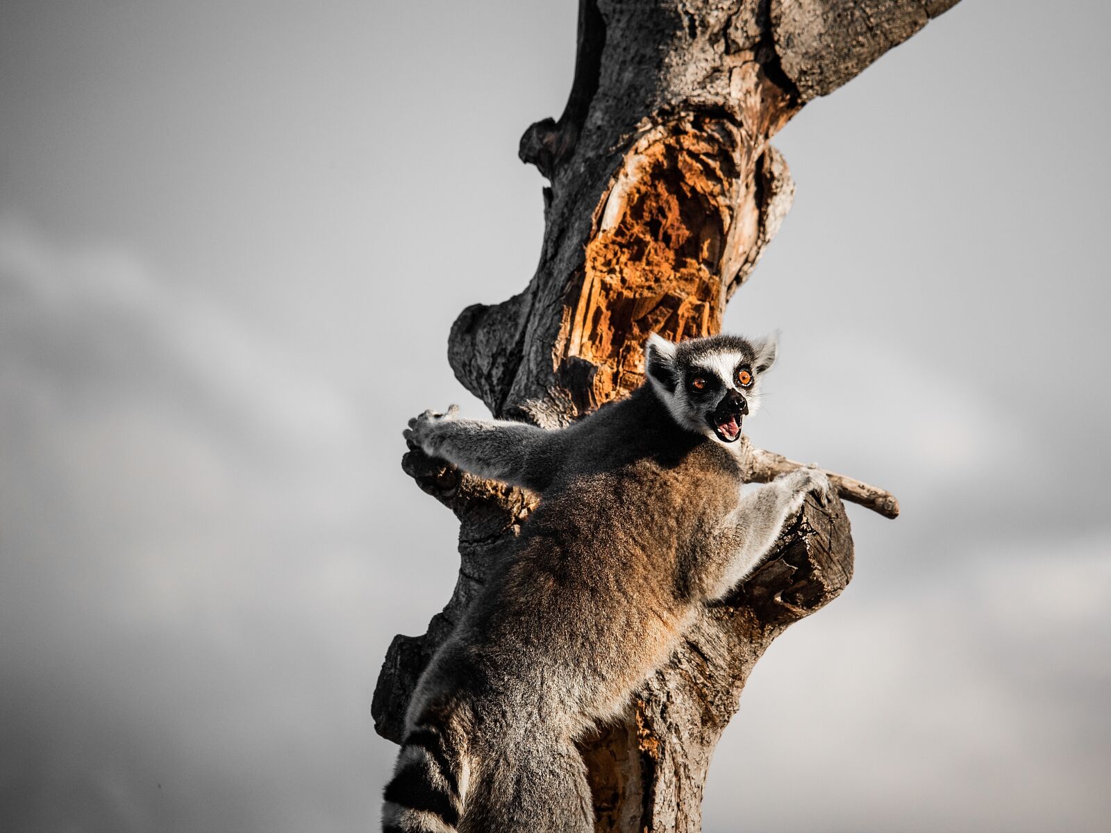 Canon EF-S 55-250mm F4-5.6 IS STM sample photo. Lemur catta, lemurs, lemur photography