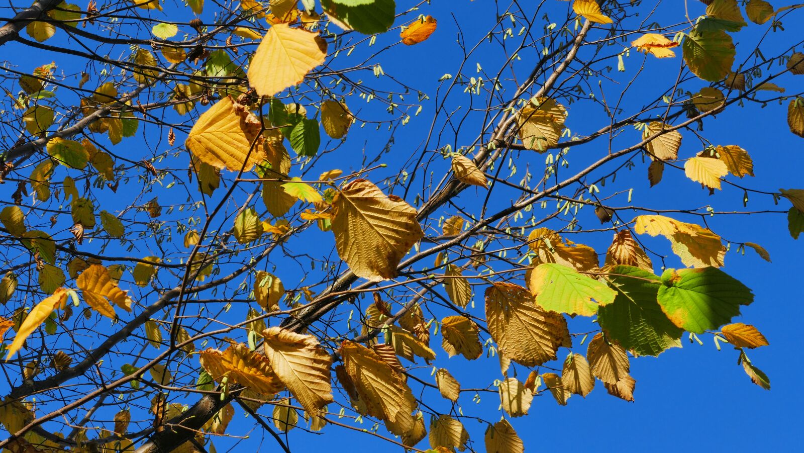 Panasonic Lumix DMC-FZ1000 sample photo. Sky, blue, autumn photography