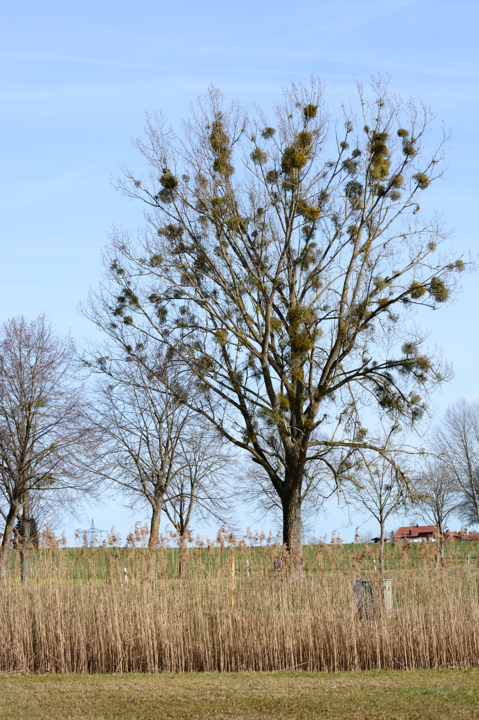 Nikon D7100 sample photo. Mistletoe, viscum, sandalwood crop photography