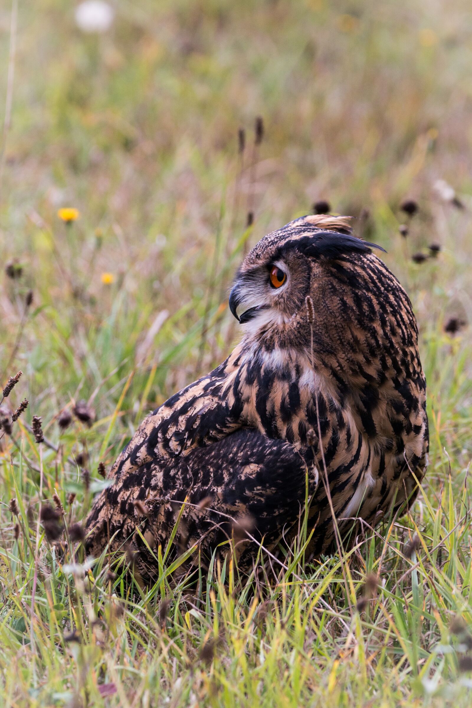 150-600mm F5-6.3 DG OS HSM | Contemporary 015 sample photo. Eagle owl, bubo bubo photography