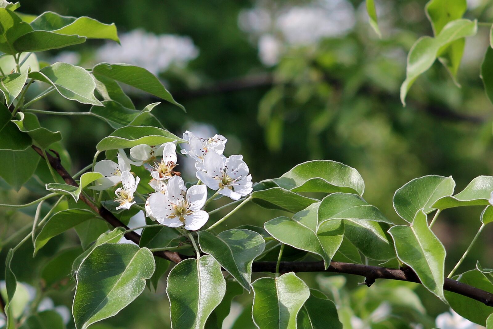 Canon EOS 60D + Canon EF 24-70mm F2.8L USM sample photo. Nature, plant, sheet photography