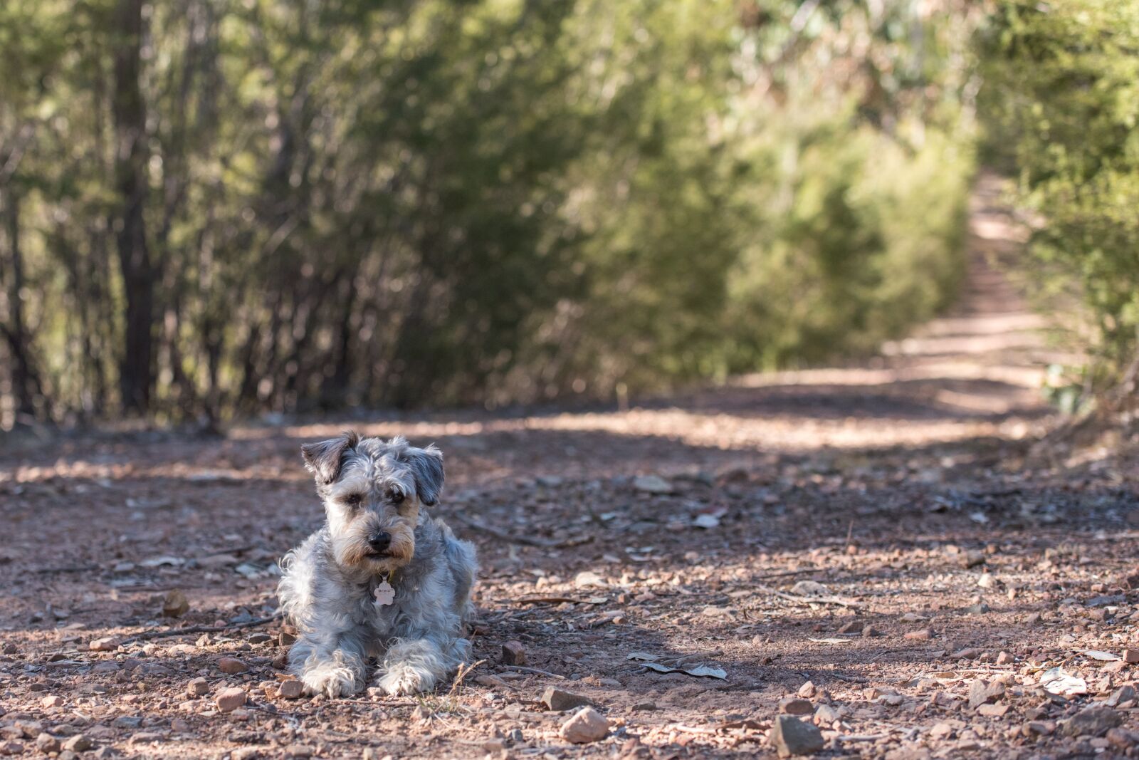 Nikon D750 sample photo. Schnoodle, dog, canine photography