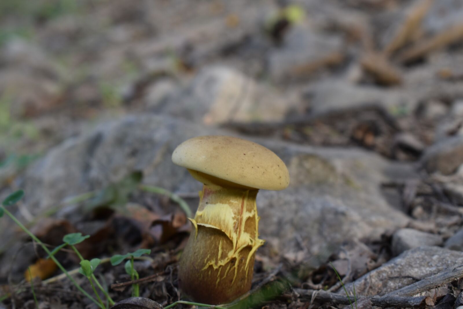 Nikon D3500 sample photo. Mushroom, ground, rocks photography