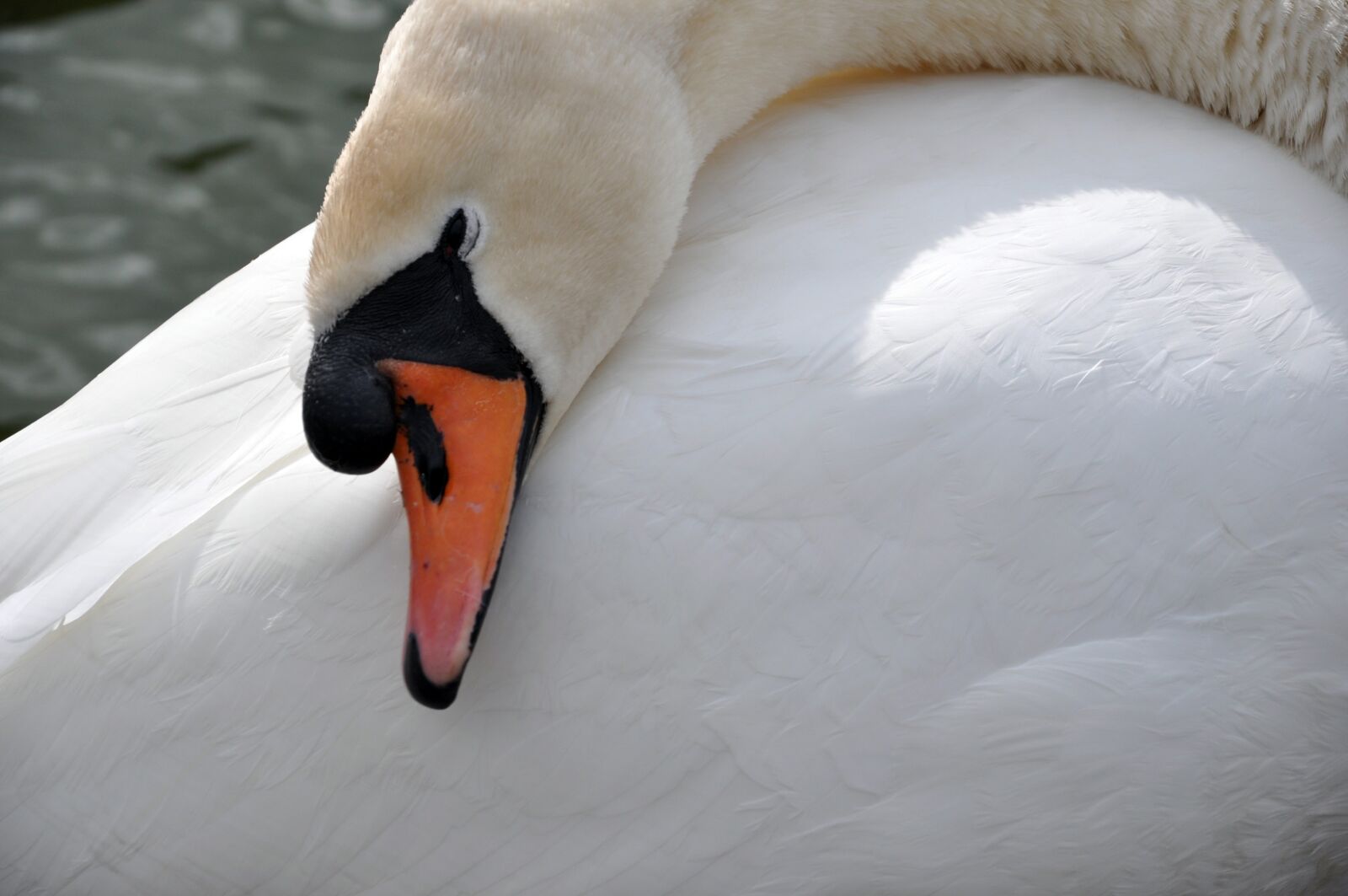 Nikon D90 sample photo. Swan, water bird, white photography