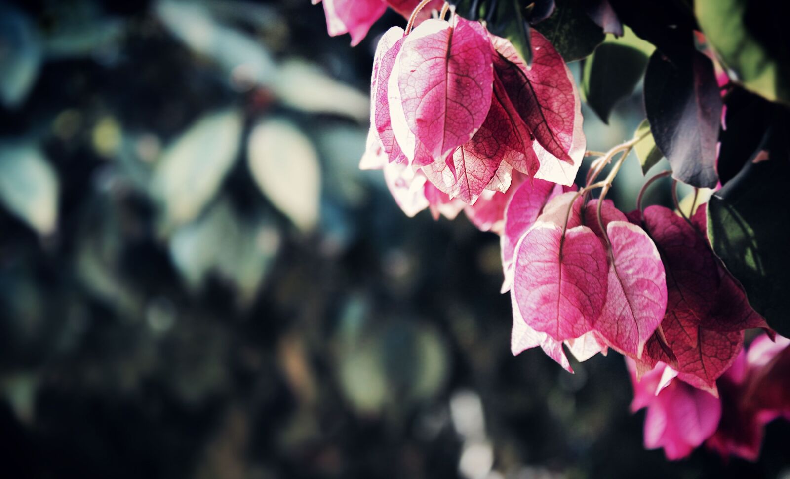 Canon EOS 600D (Rebel EOS T3i / EOS Kiss X5) sample photo. Beautiful, bougainvilleas, flower photography