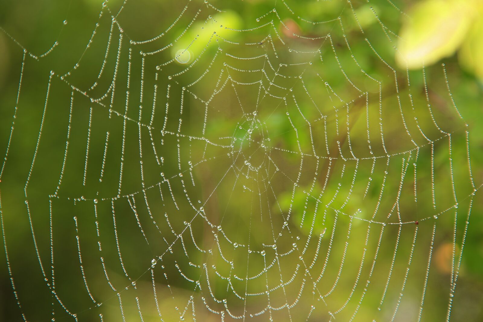 Canon EF 24-105mm F4L IS USM sample photo. Cobweb, indian summer, nature photography