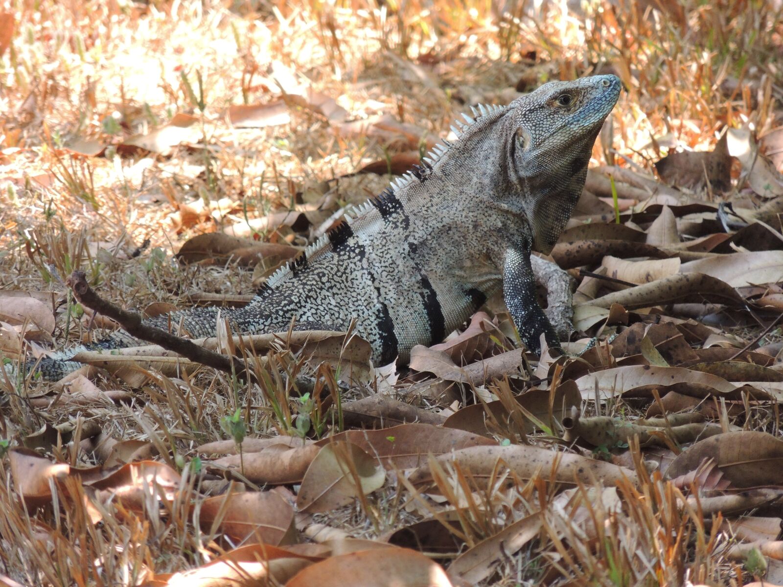 Nikon Coolpix P510 sample photo. Animal, iguana, reptile photography