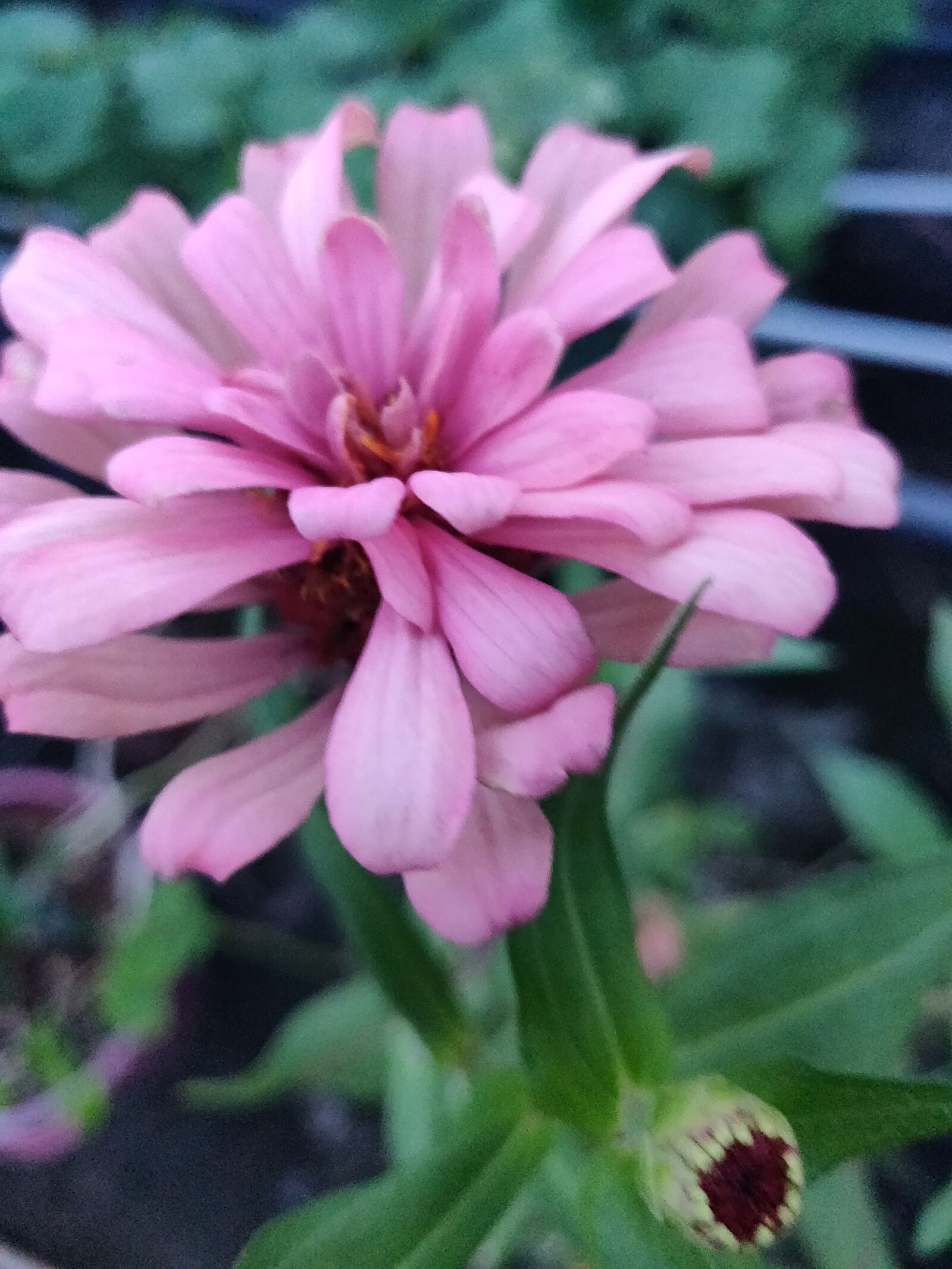 OnePlus A6010 sample photo. Flower, nature, pink photography