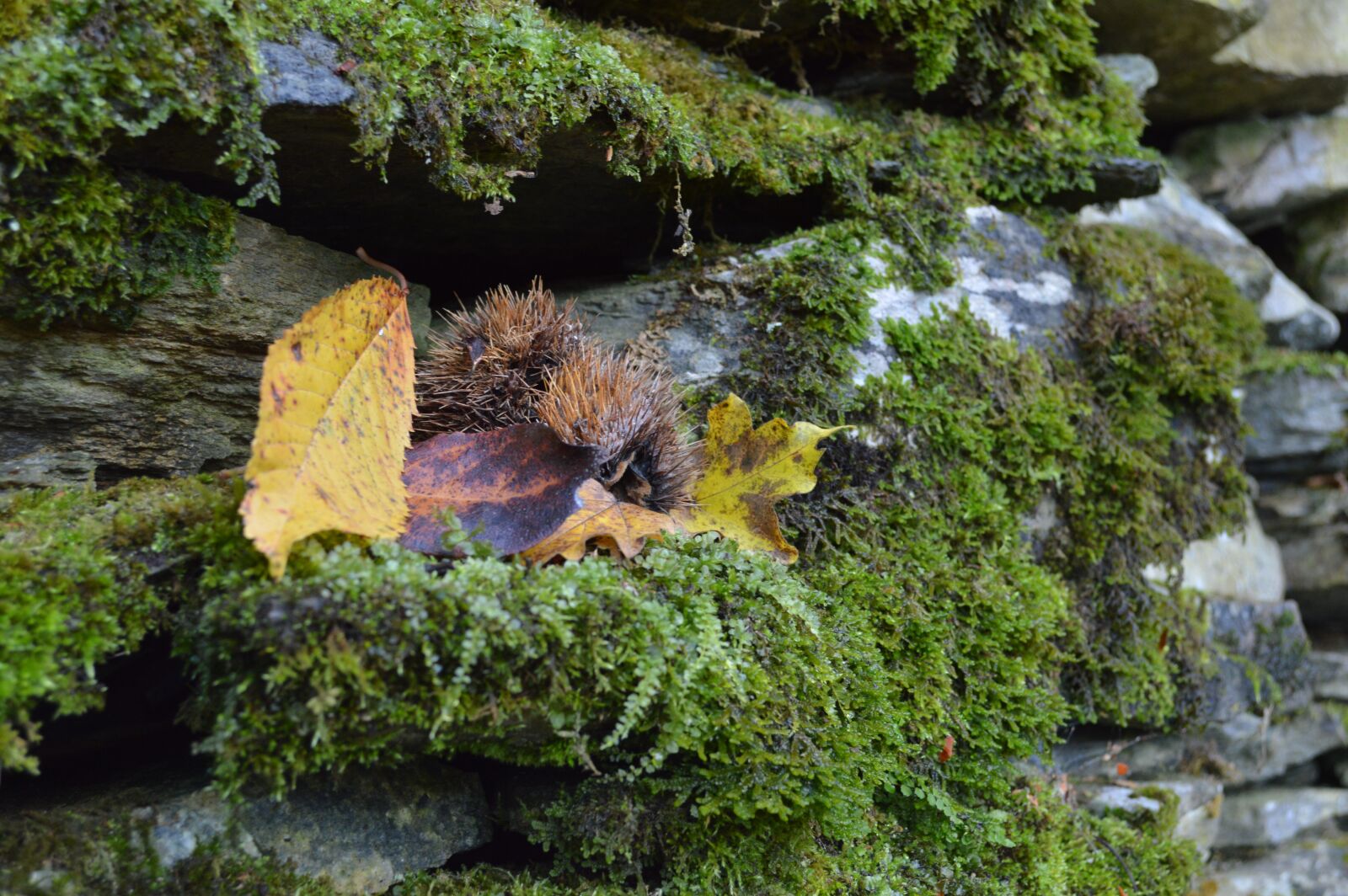 Nikon D3200 sample photo. Nature, autumn, yellow photography
