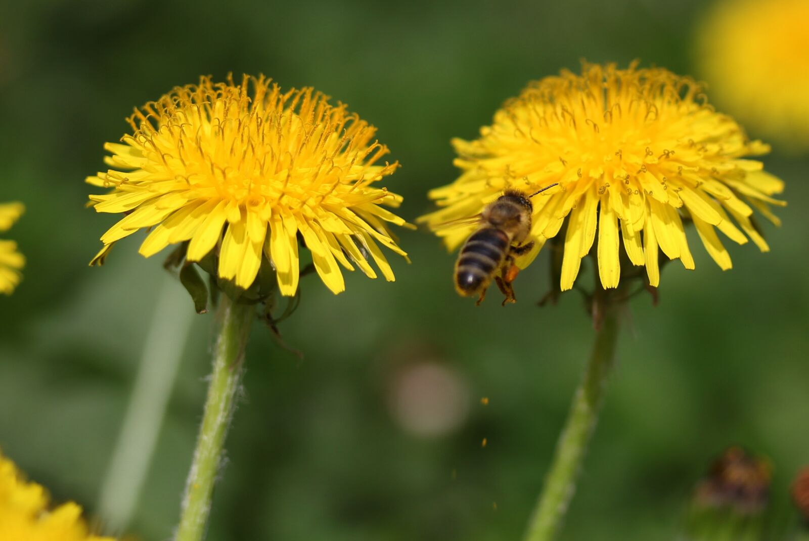 Canon EF-S 60mm F2.8 Macro USM sample photo. Dandelion, bee, insecta photography
