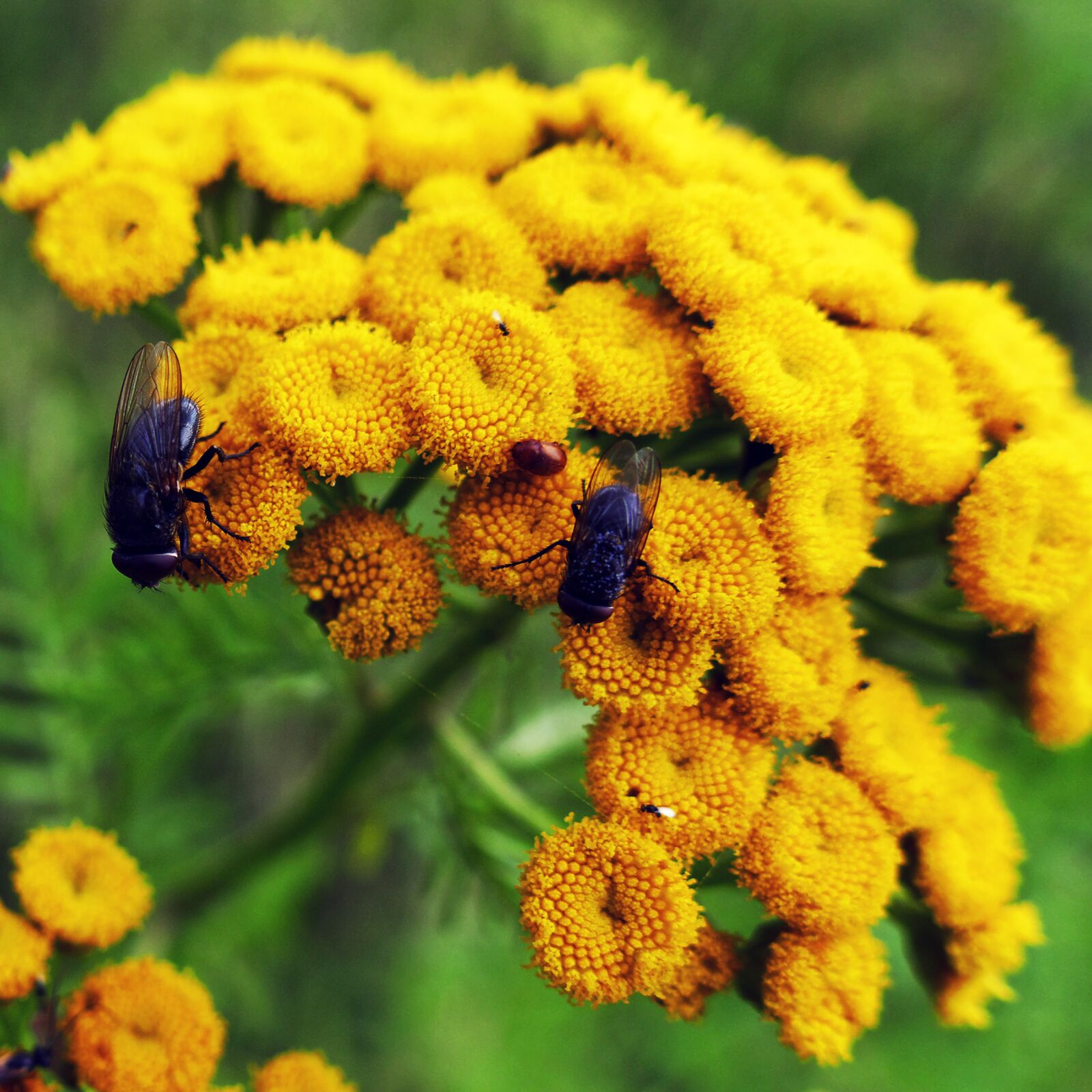 Panasonic Lumix DMC-FZ1000 sample photo. Tansy, flowers, flying photography
