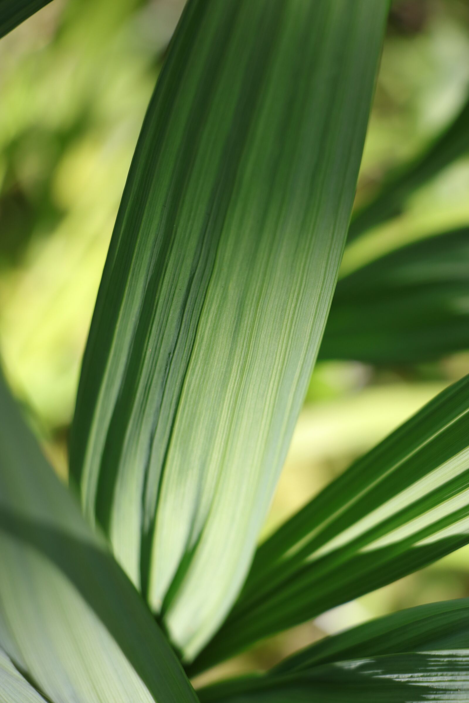 Canon EF-S 18-135mm F3.5-5.6 IS USM sample photo. Leaf, detail, green photography