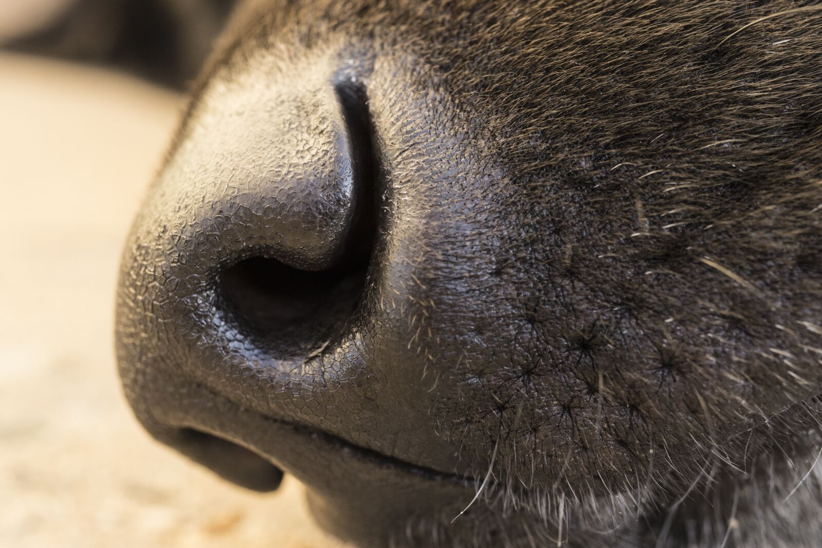 Canon EF-S 35mm F2.8 Macro IS STM sample photo. Dog, nose, olfactory photography