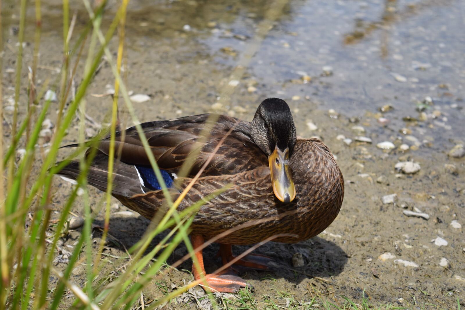 Nikon D3300 sample photo. Water, animal, lake, wildlife photography
