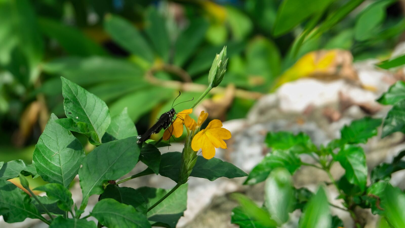 Fujifilm X-T20 + Fujifilm XC 16-50mm F3.5-5.6 OIS II sample photo. Butterfly, parks, nature photography
