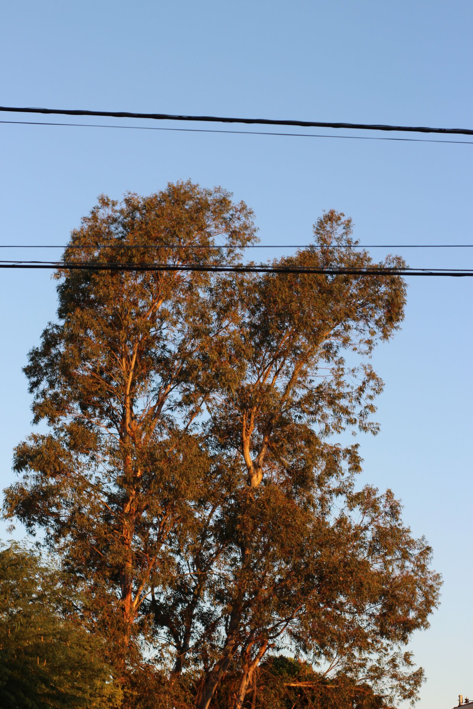 Canon EOS 700D (EOS Rebel T5i / EOS Kiss X7i) sample photo. Flying, plant, nature photography