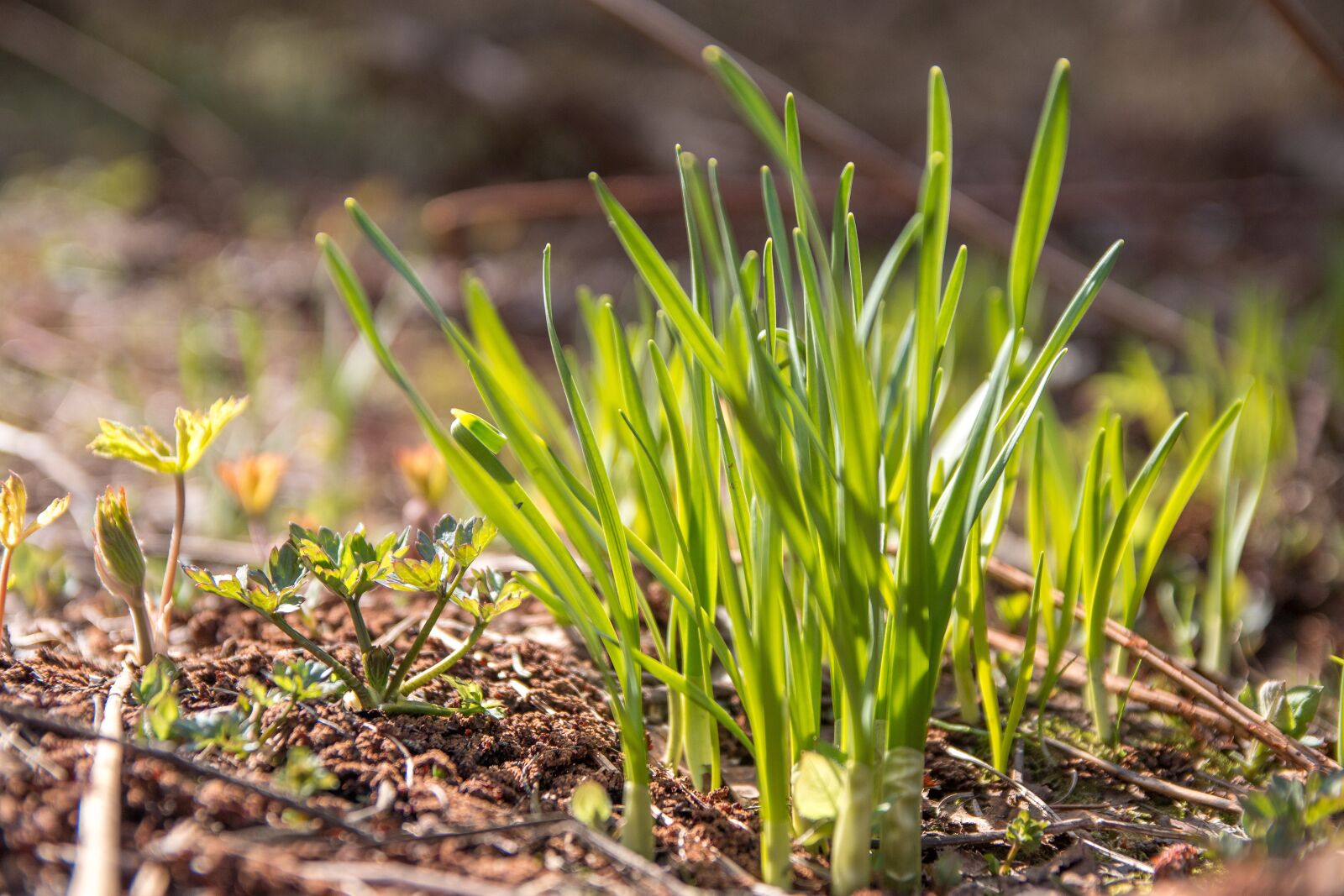 Canon EOS 70D sample photo. Grass, green, grow photography