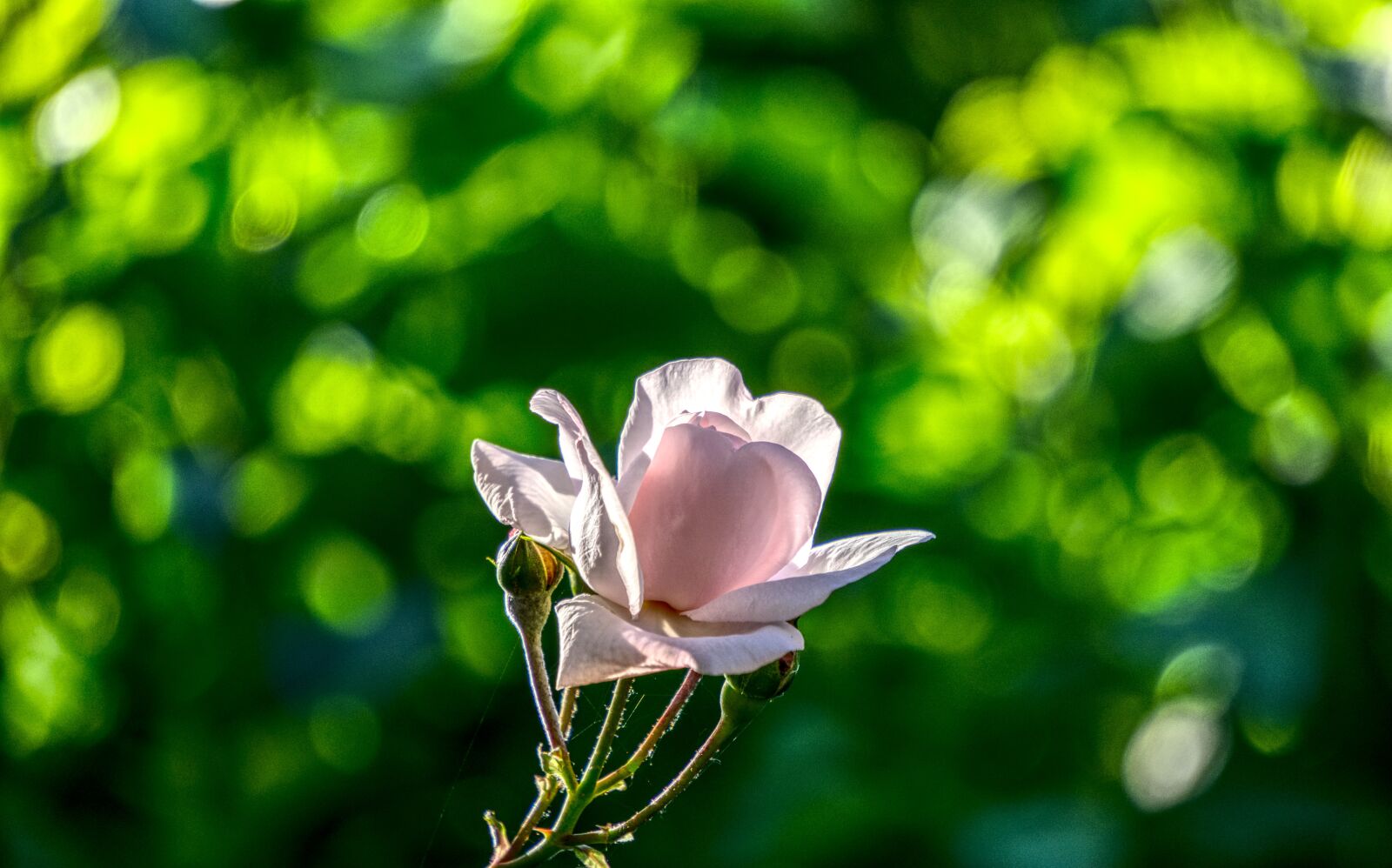 Sony a6000 sample photo. Rose, blossom, bloom photography