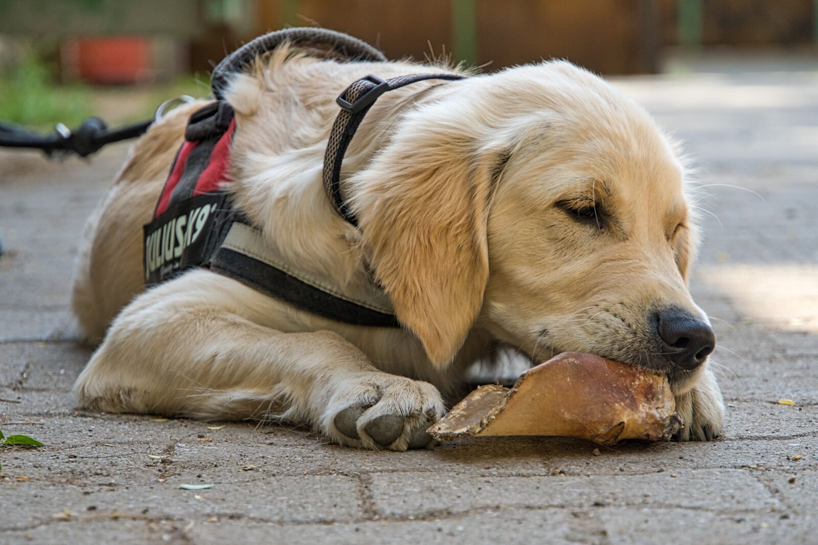 Sony a6400 sample photo. Golden retriever, puppy, dog photography