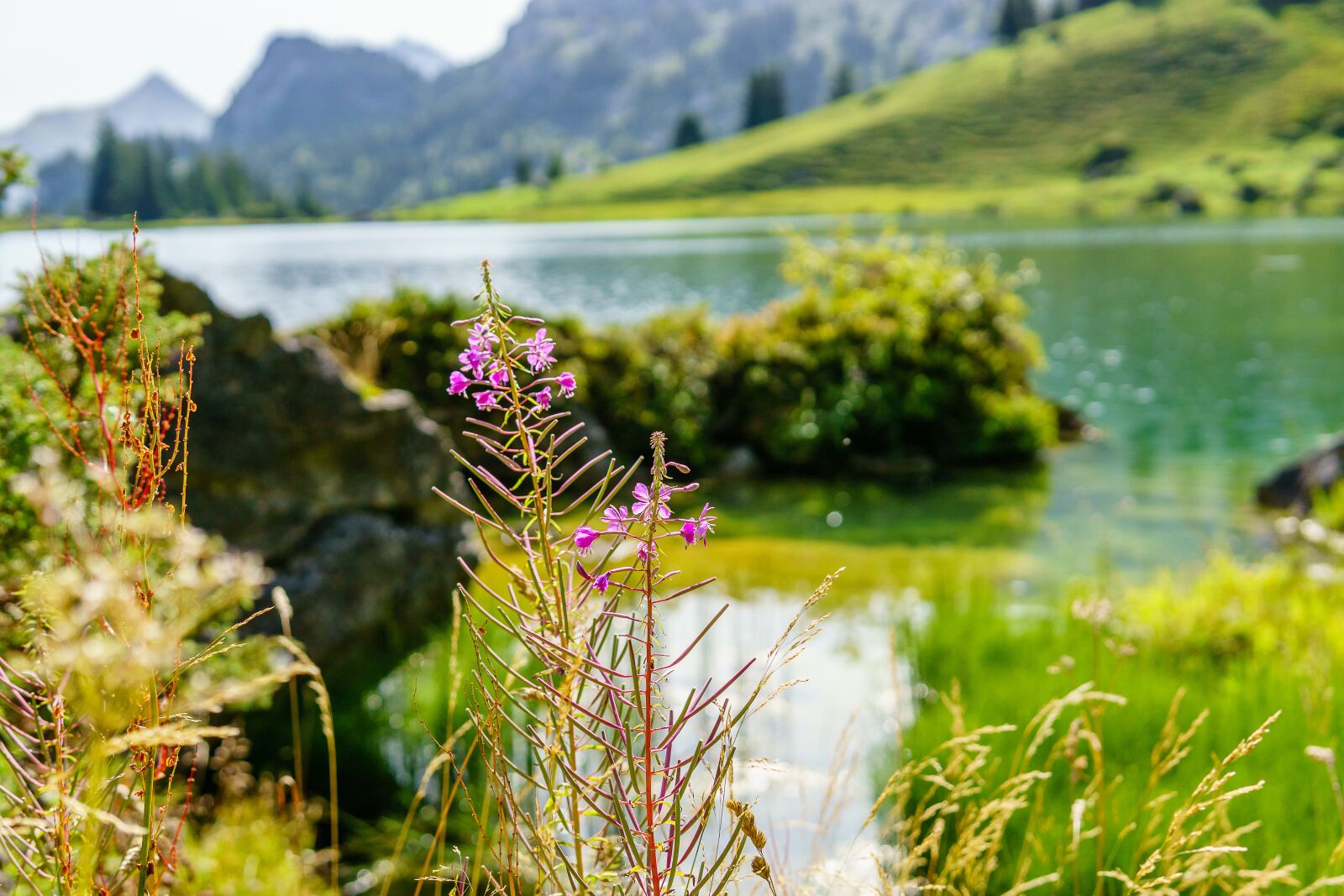 Sony a6000 sample photo. Flower, lake, mountain photography