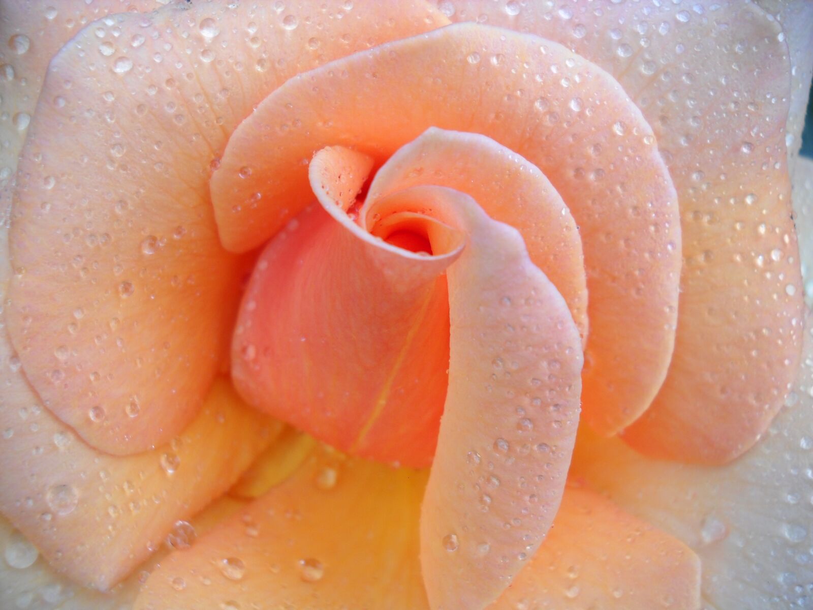 Nikon Coolpix L20 sample photo. Rose, water drops, peach photography