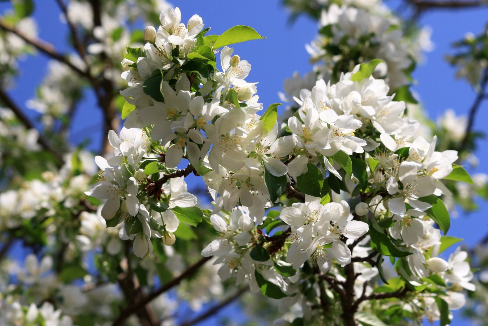 f/4-5.6 IS II sample photo. Spring, apple tree, blossoms photography