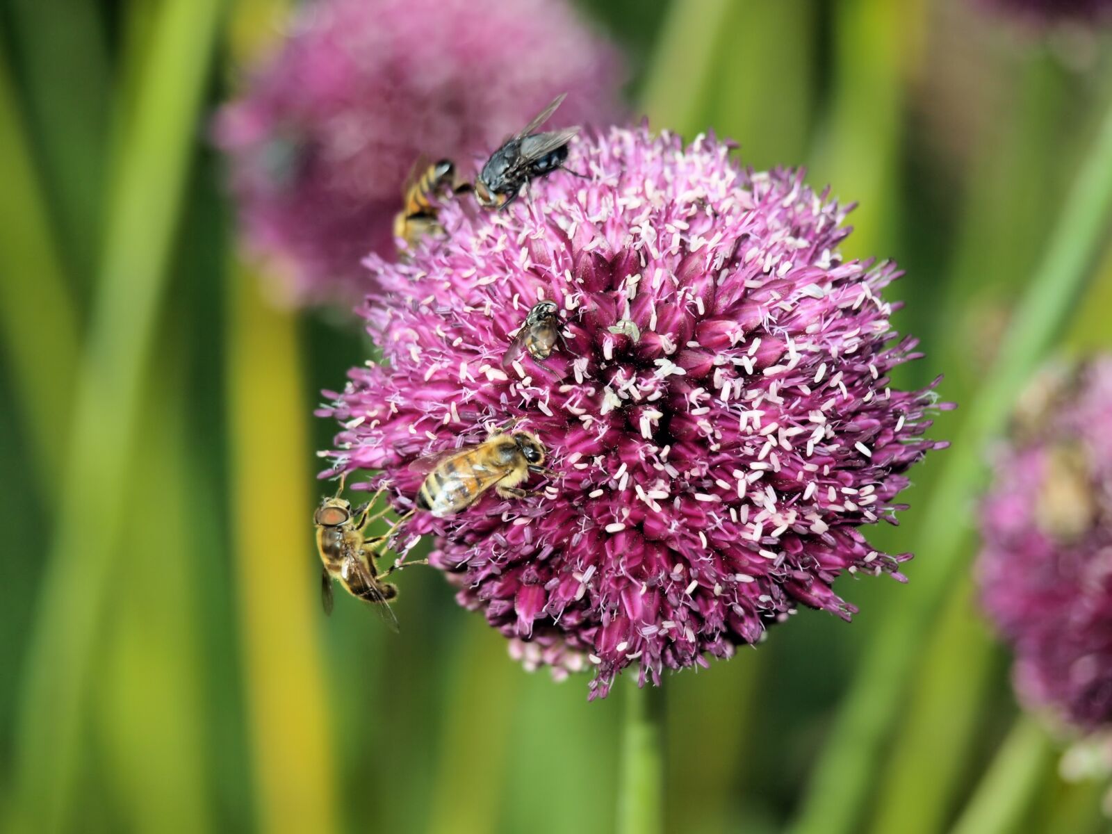 Olympus E-510 (EVOLT E-510) sample photo. Insects, flower, alium photography