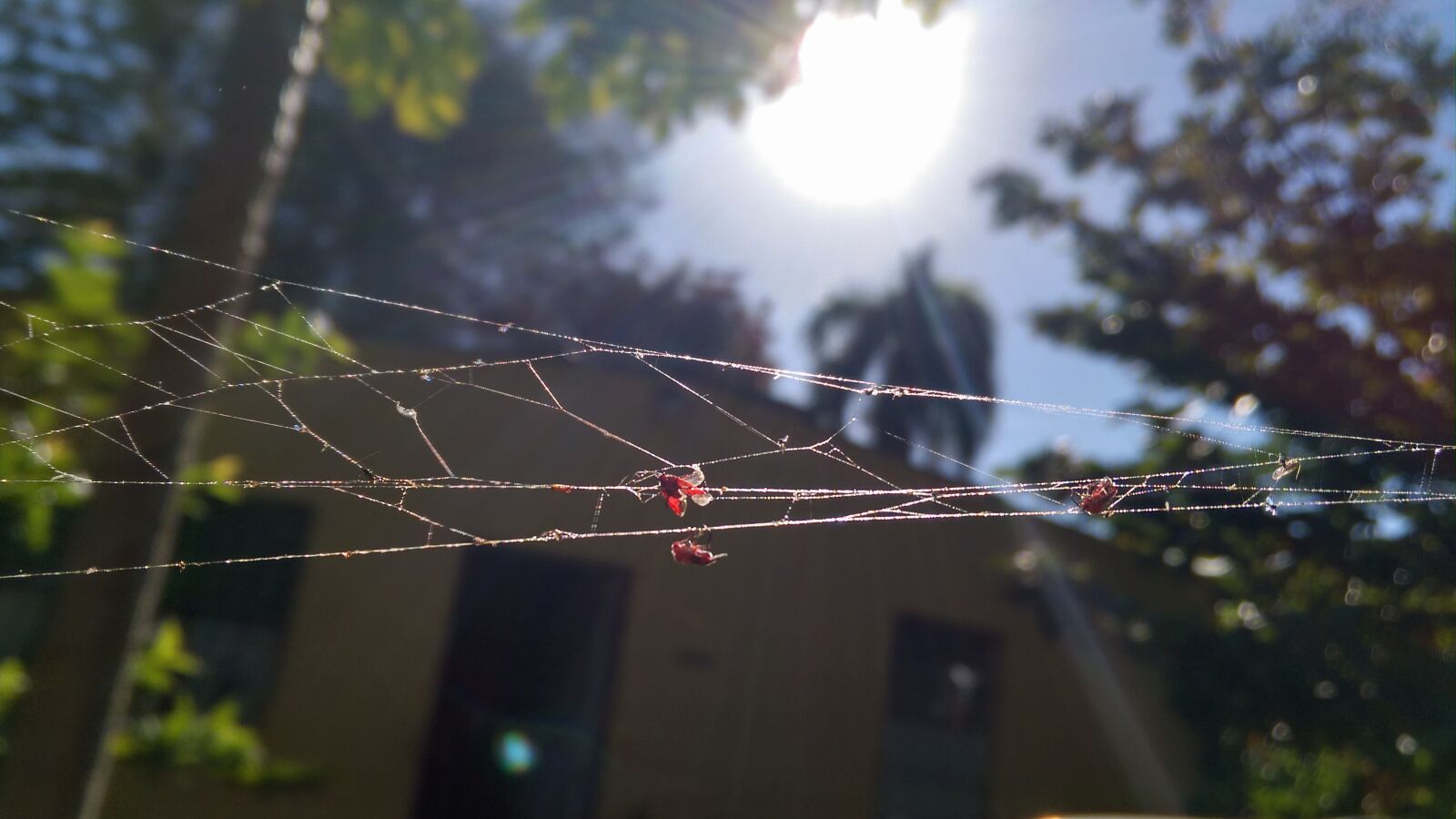 HTC DESIRE EYE sample photo. Outback, country, spiderweb photography