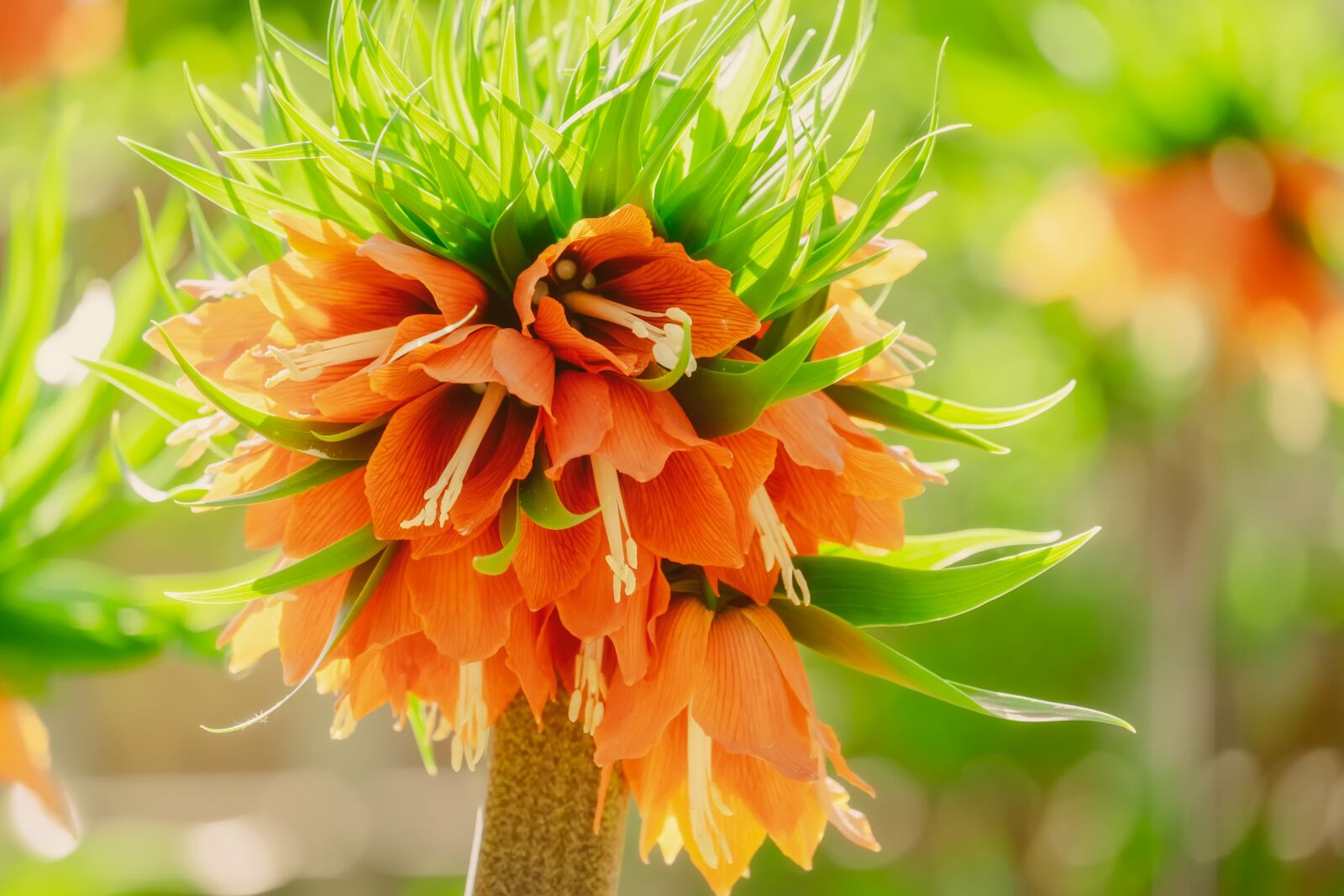 Fujifilm XF 55-200mm F3.5-4.8 R LM OIS sample photo. Imperial crown, fritillaria imperialis photography