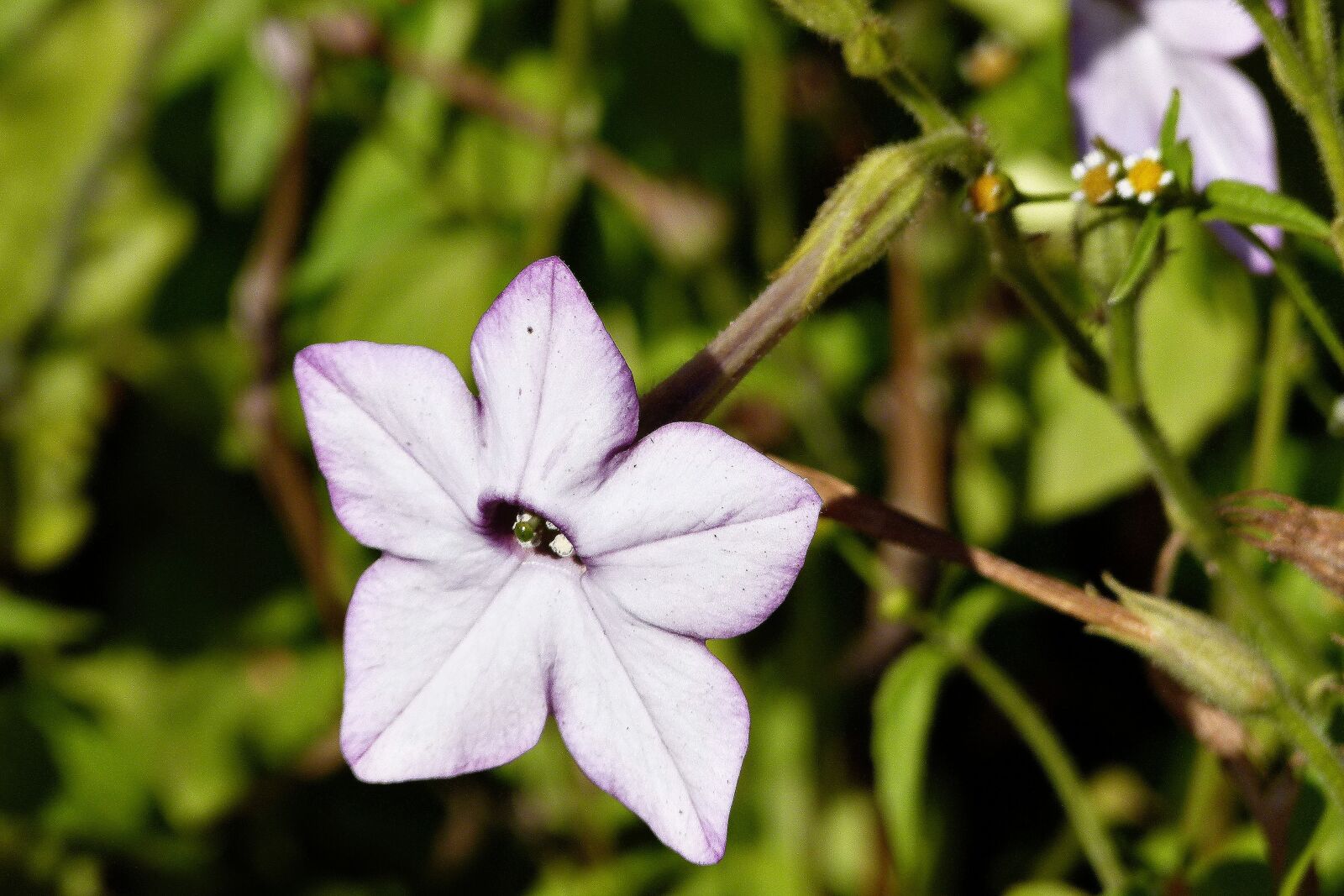 Panasonic Lumix DMC-FZ100 sample photo. Flower, white, purple photography
