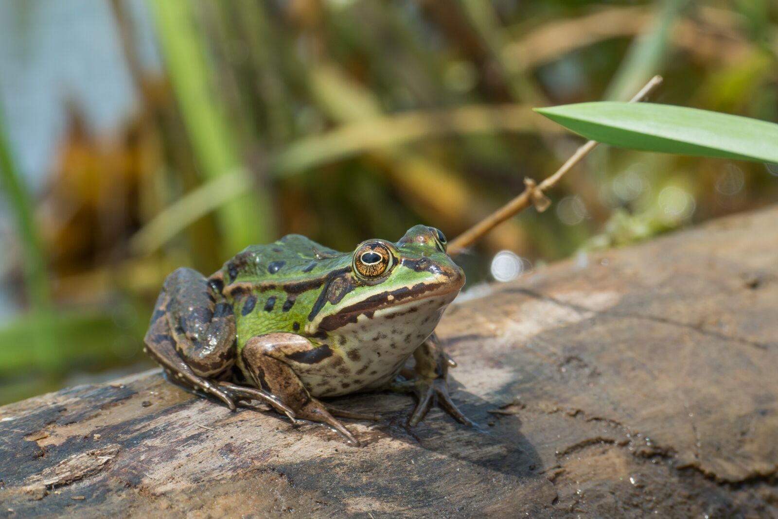 Nikon D800 sample photo. Water frog, frog, amphibian photography