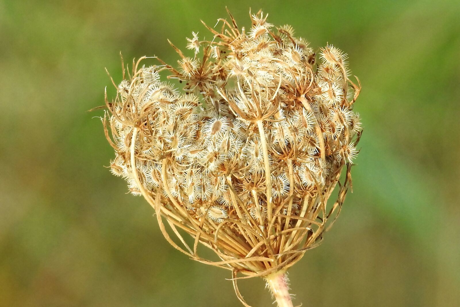 Nikon Coolpix P900 sample photo. Wild carrot, plant, close photography