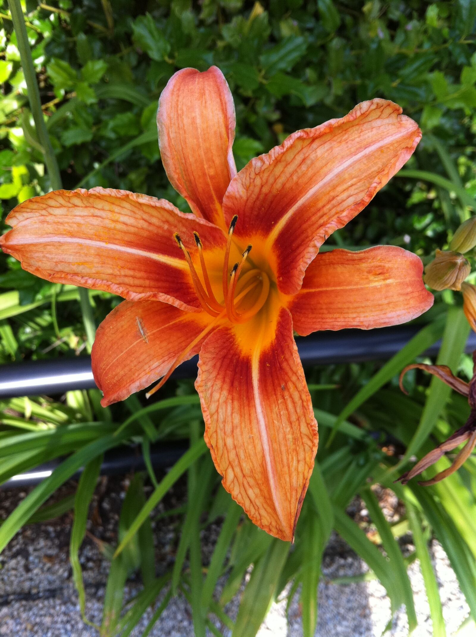 Apple iPhone 4 sample photo