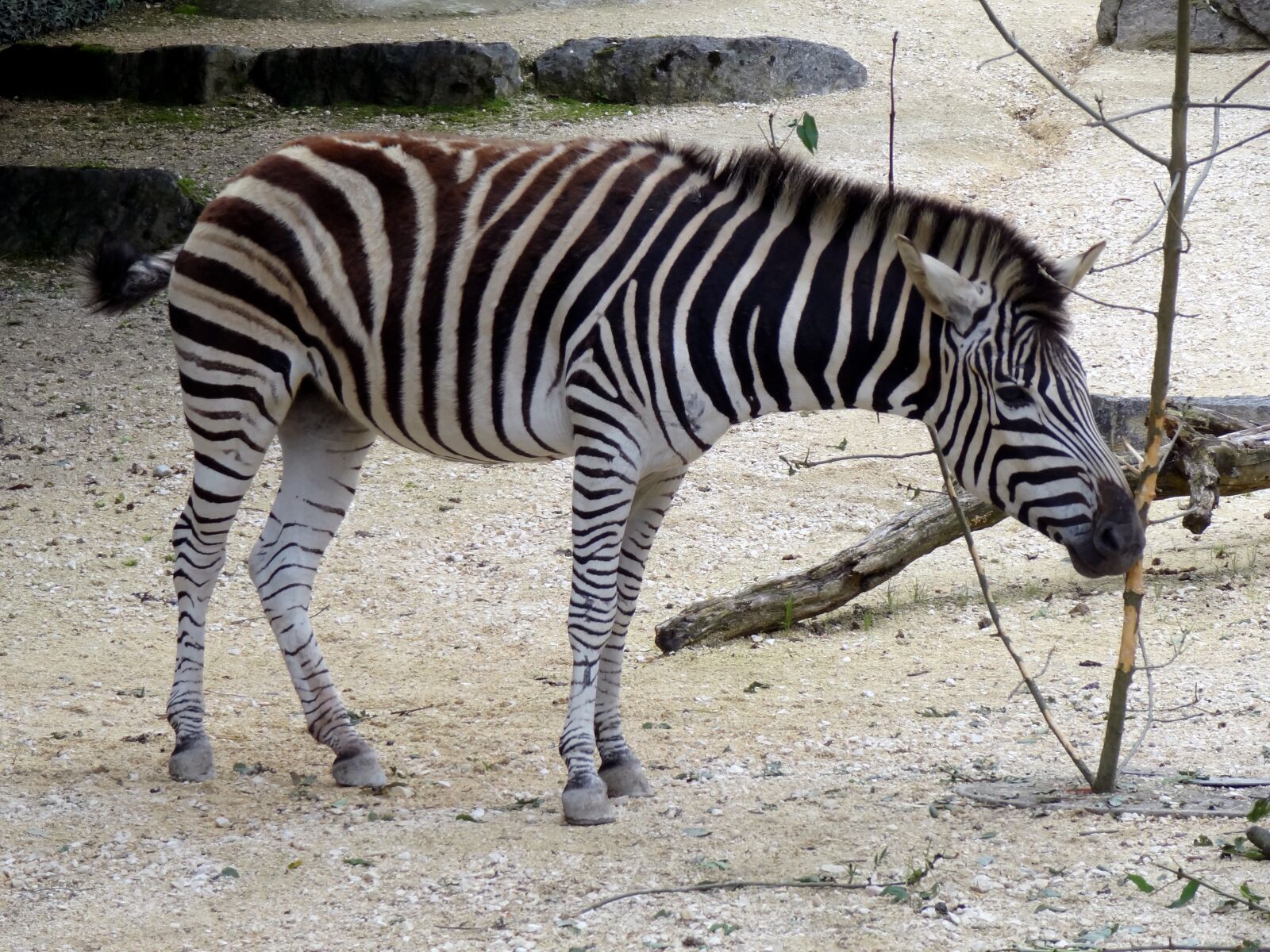Sony Cyber-shot DSC-HX9V sample photo. Zebra, animal, africa photography