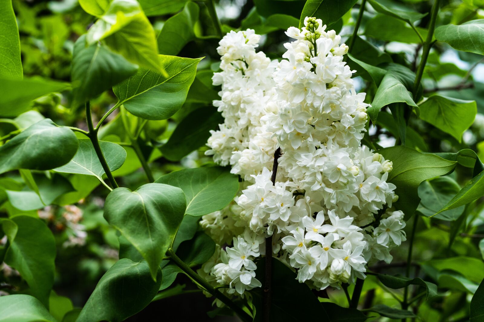 Panasonic Leica DG Summilux 25mm F1.4 II ASPH sample photo. Lilac, white, flower photography