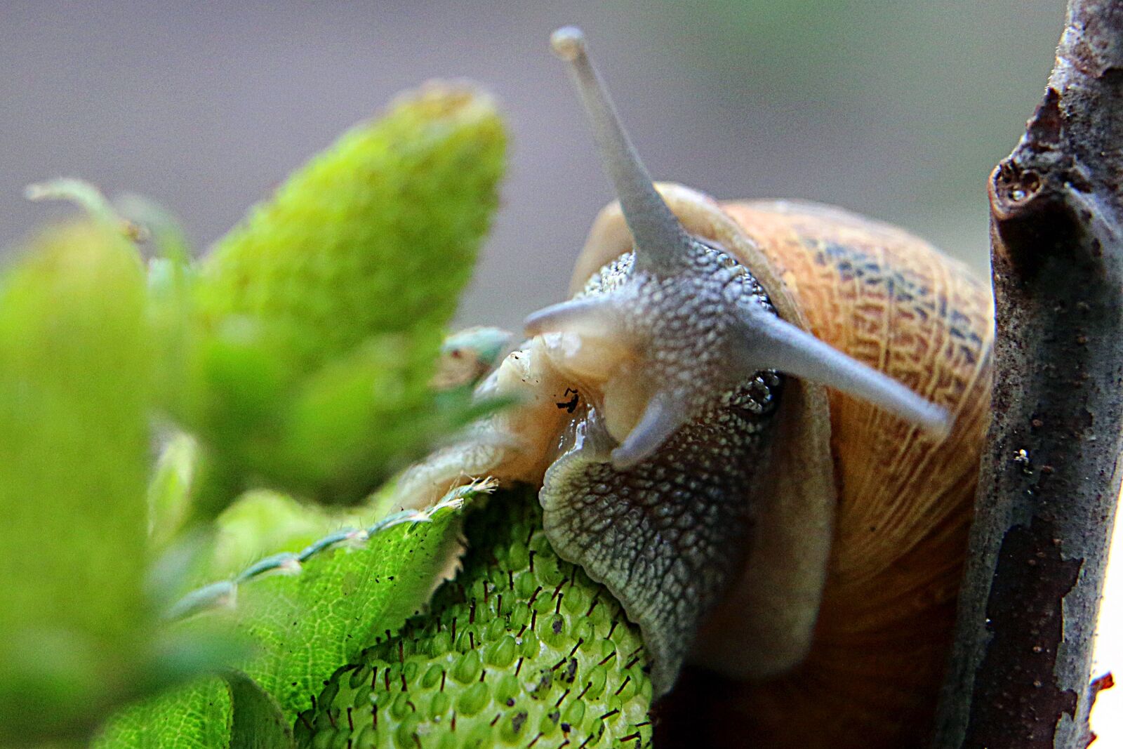 Canon EOS 70D sample photo. Macro, snail, green photography