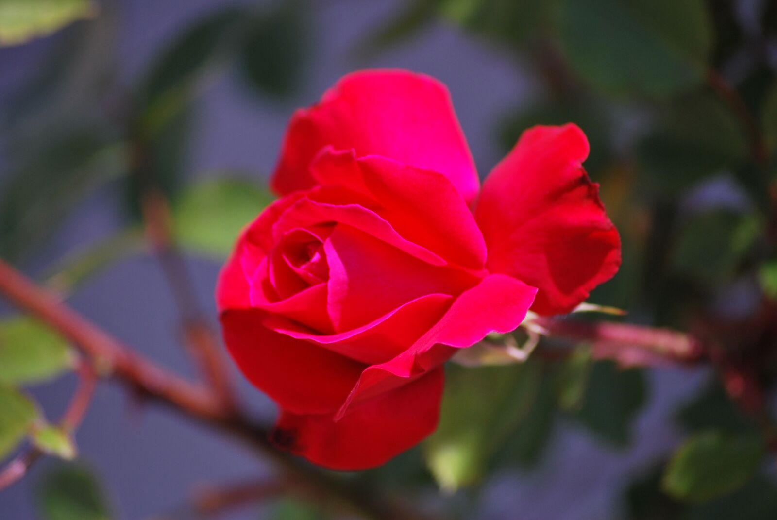 Nikon D60 sample photo. Rosa, petal, flower photography