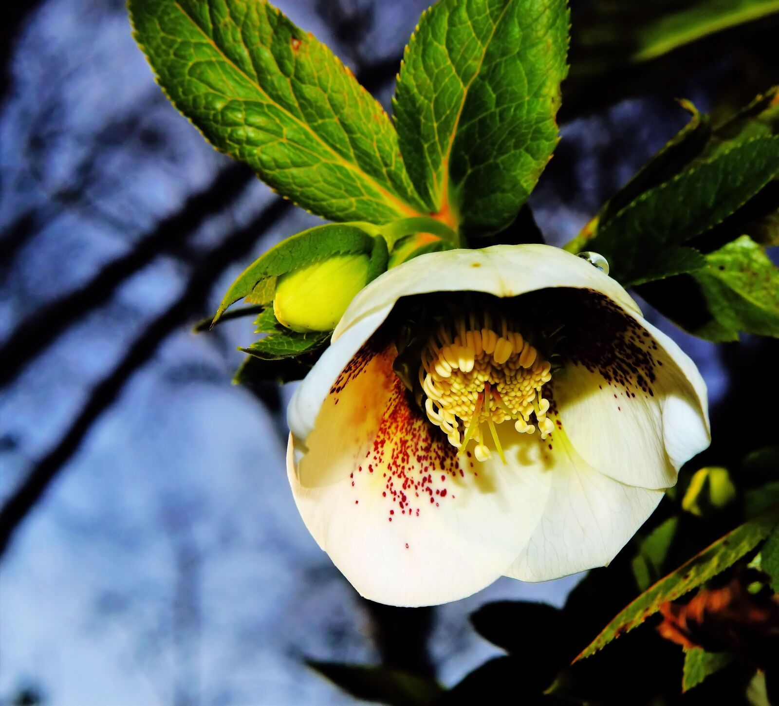 Sony SLT-A58 sample photo. Blossom, bloom, plant photography