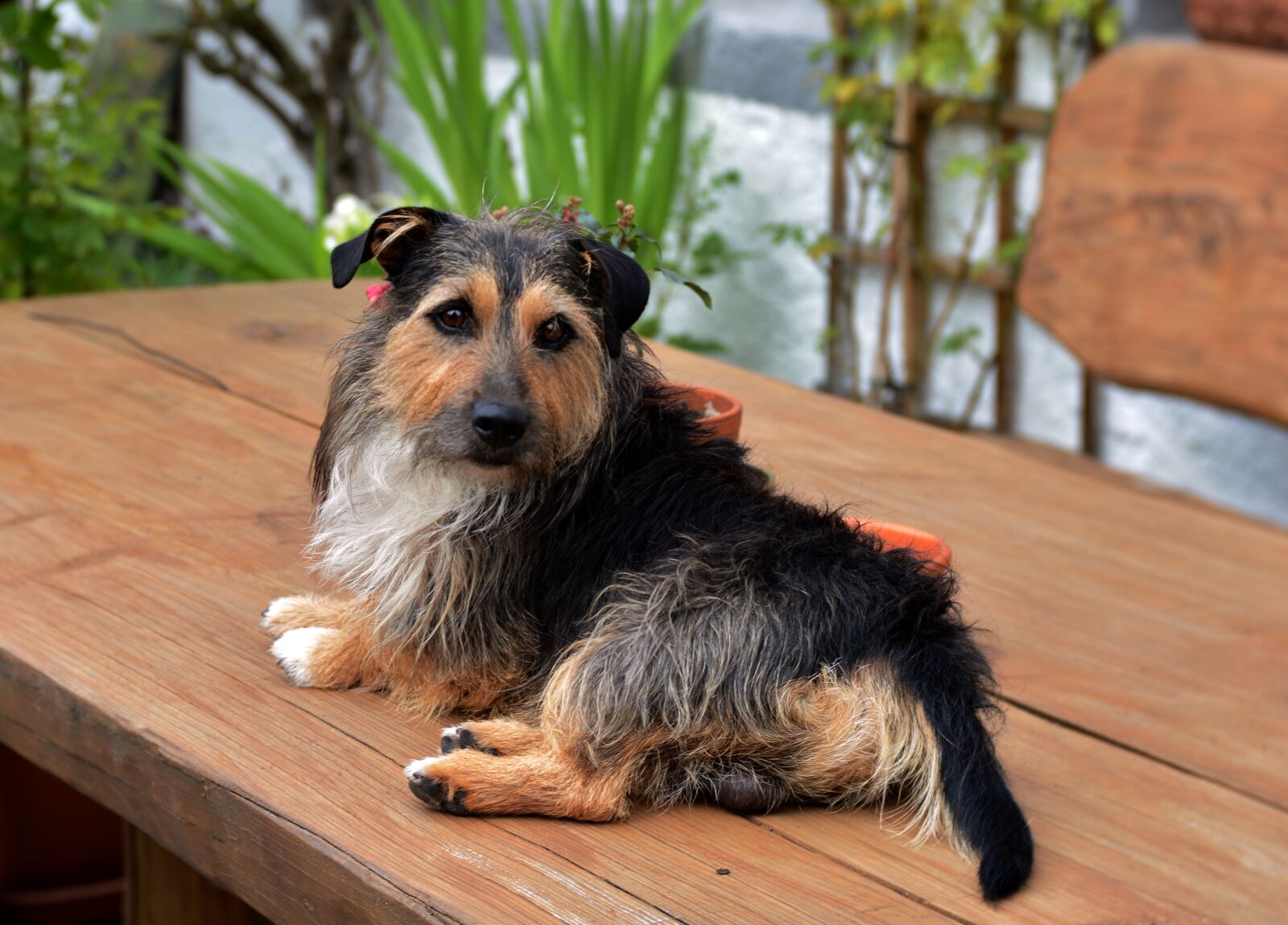 Nikon D600 sample photo. Doggy, dog, pet photography