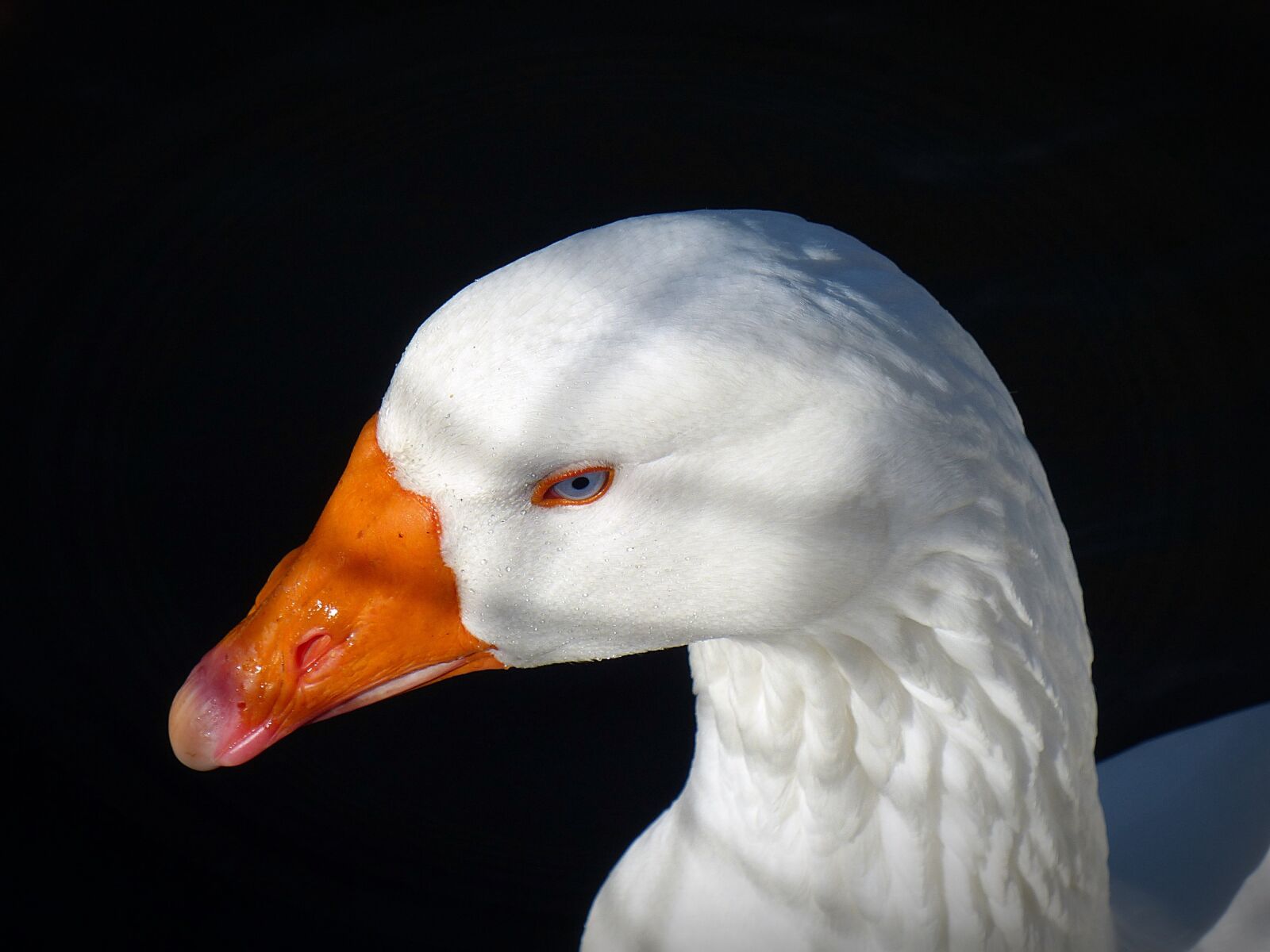 Panasonic Lumix DMC-FZ200 sample photo. Goose, bird, poultry photography