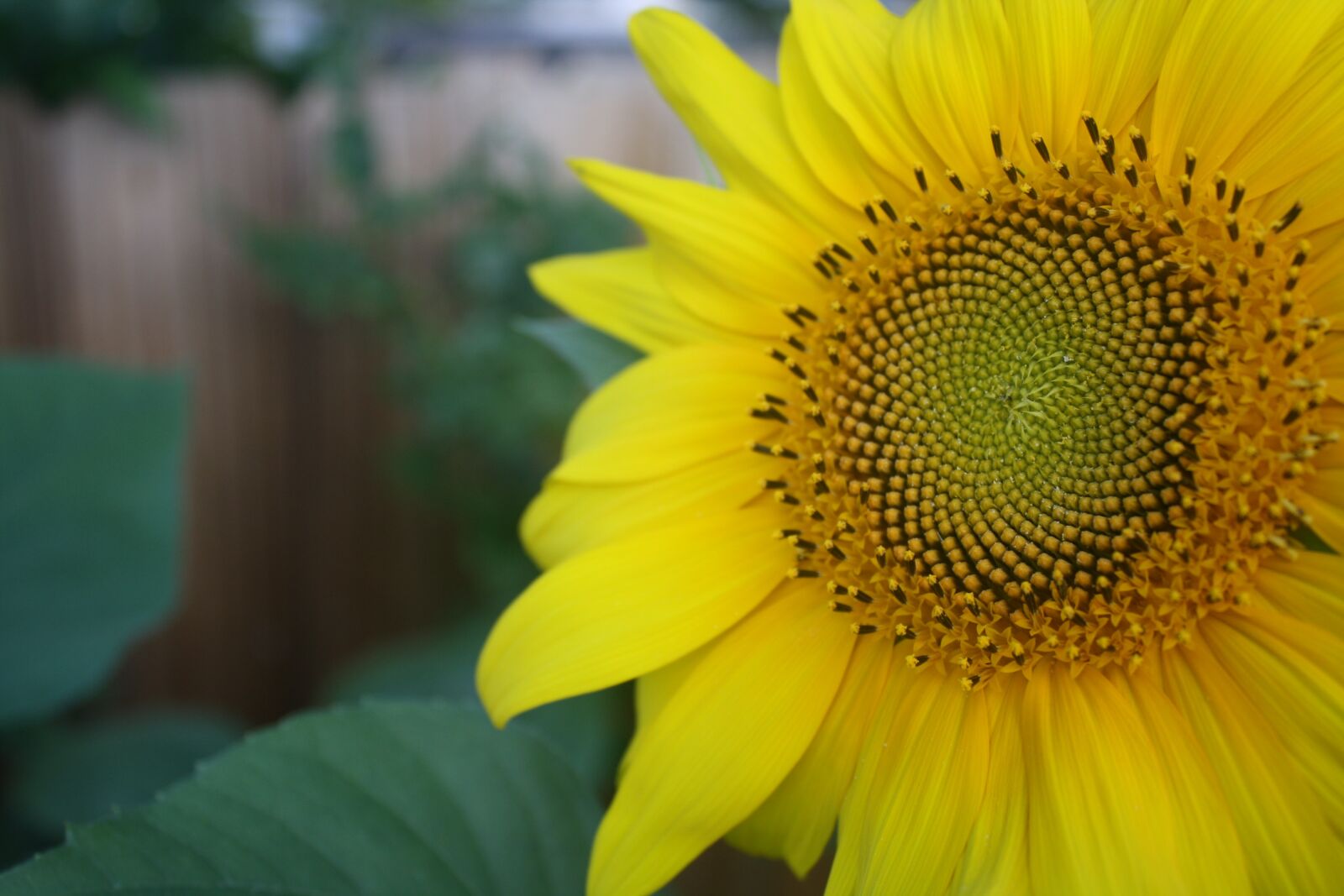 Canon EOS 1000D (EOS Digital Rebel XS / EOS Kiss F) sample photo. Sunflower, petals, yellow photography