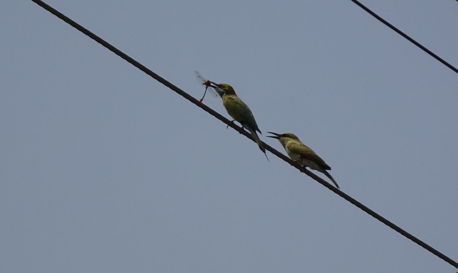 Sony DSC-WX800 sample photo. Bird, green bee-eater, prey photography