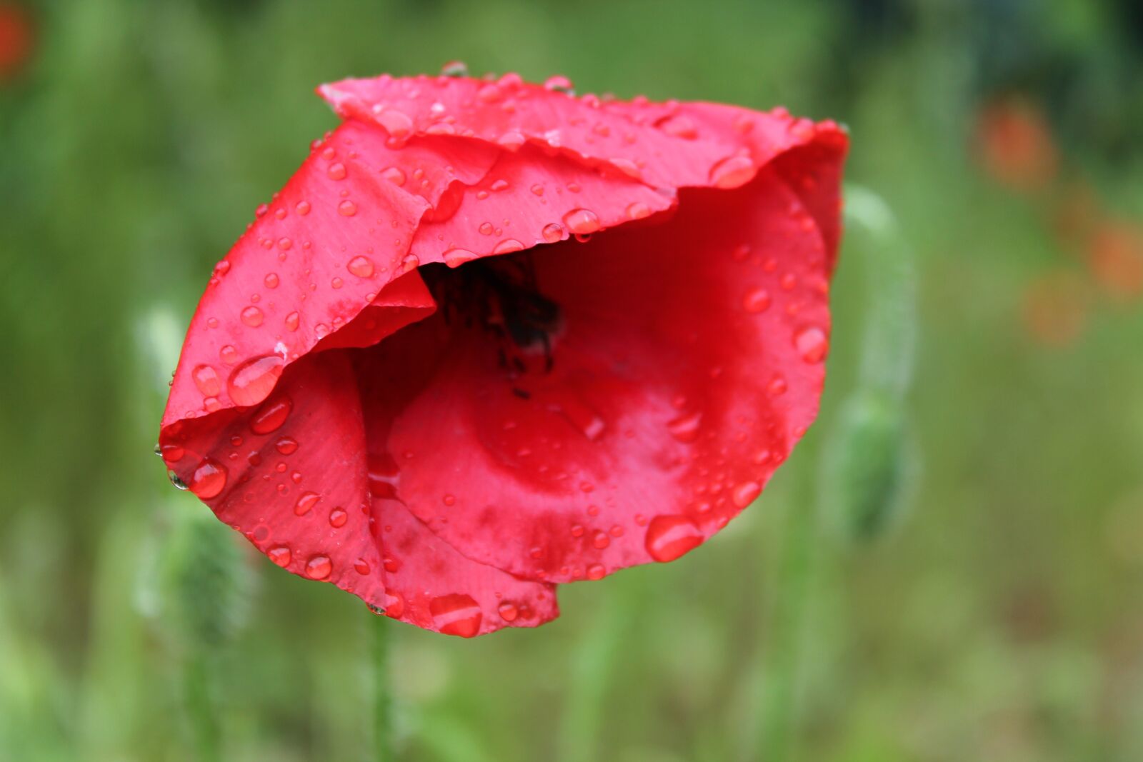 Canon EOS 1100D (EOS Rebel T3 / EOS Kiss X50) sample photo. Poppy, rain, red photography